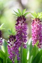 Pineapple flower Eucomis comosa Leia, purple flower spikes Royalty Free Stock Photo